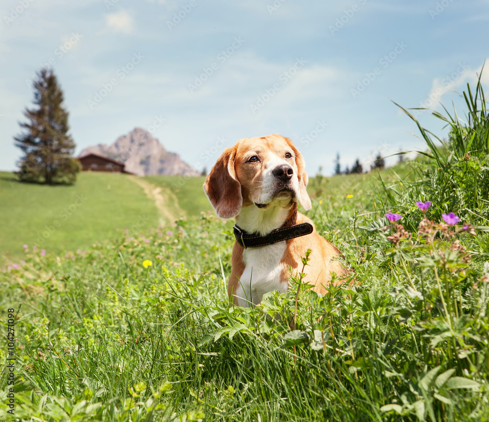 Beagle sitting in high grass on the mountain meadow