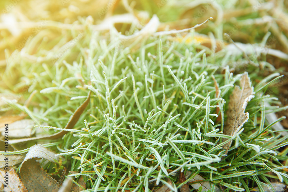 Frozen grass, close up. Natural background