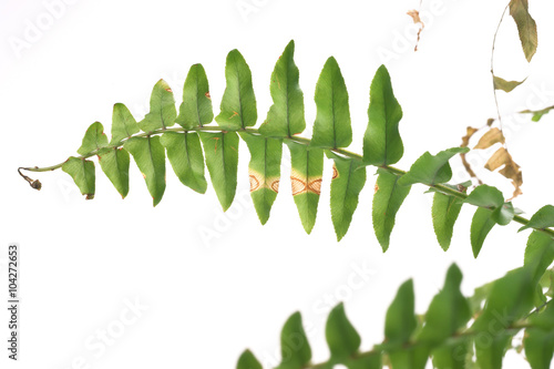 Drying of leaf fern