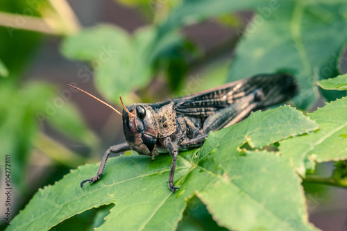 Close-up of a grasshopper in nature © hennyvanroomen