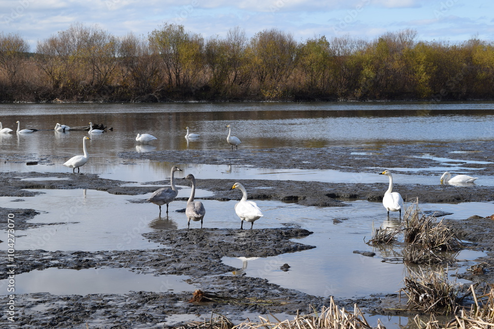 Obraz premium 白鳥／山形県の庄内平野で、飛来してきた白鳥を撮影した写真です。 