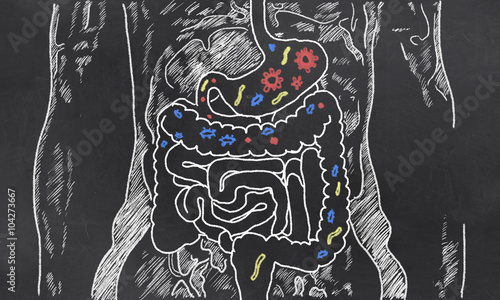 Intestines Sketch with Guts Bacteria photo