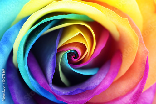 Close up of rainbow rose flower