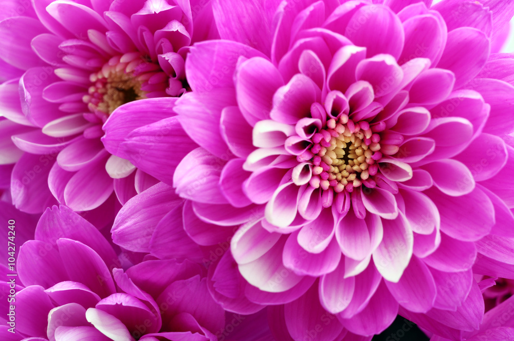 Close up of pink flower aster Close up of pink flower aster