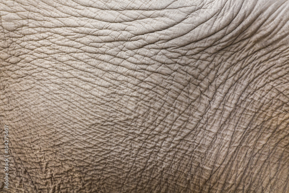 Naklejka premium Elephant skin texture