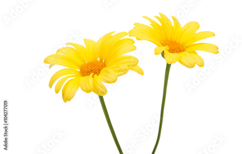 yellow daisy isolated