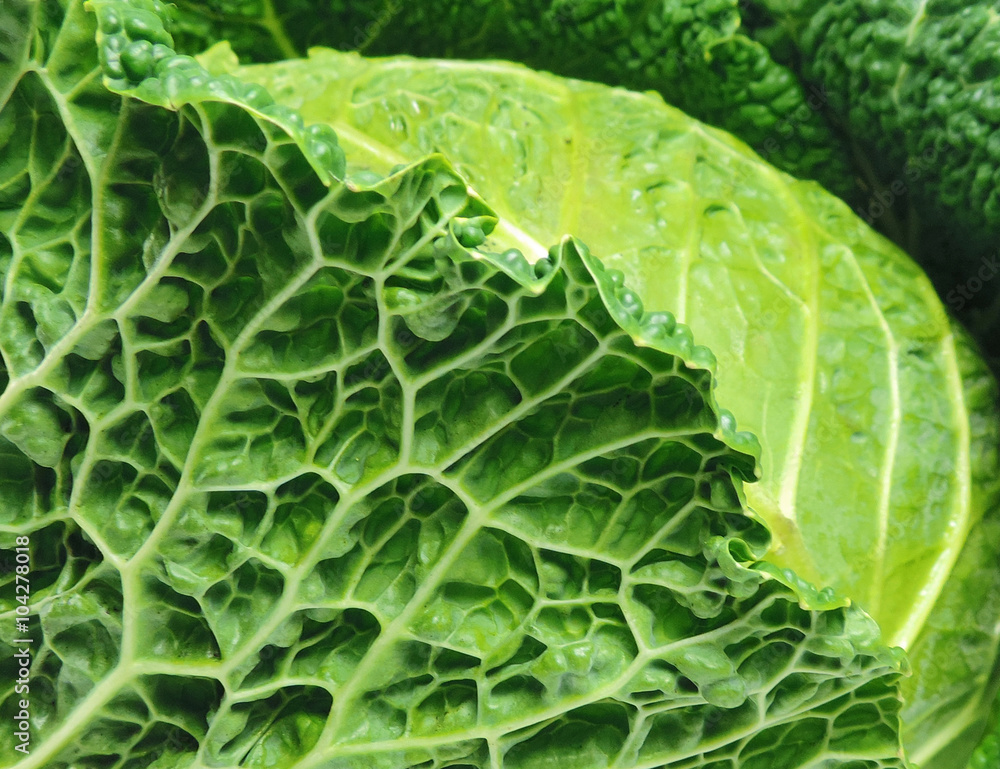 Savoy cabbage, isolated on white. Savoy cabbage, isolated on white.