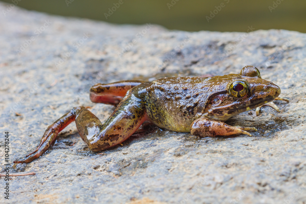 Closeup of Asian River Frog