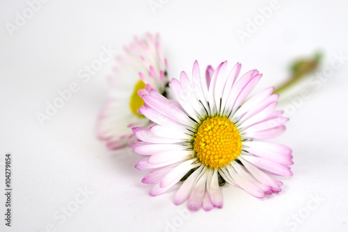 Fototapeta Naklejka Na Ścianę i Meble -  Gänseblümchen
