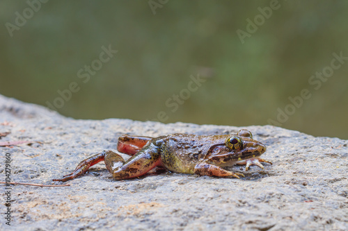Closeup of Asian River Frog