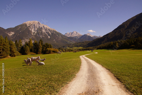 Wallpaper Mural winding road with sheep Torontodigital.ca