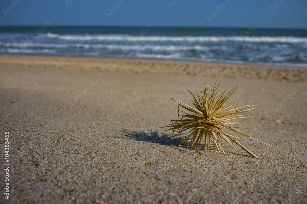 Dry grass on the beach Dry grass on the beach