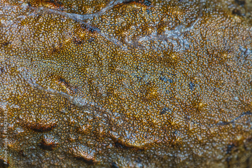 Naklejka premium Closeup skin of Asian River Frog