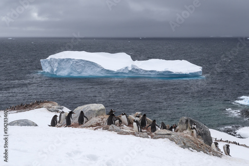 Gentoo Penguin colony, Antarctica.