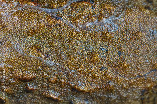 Closeup skin of Asian River Frog