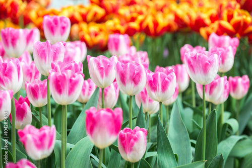 Fototapeta Naklejka Na Ścianę i Meble -  Beautiful tulips flower field