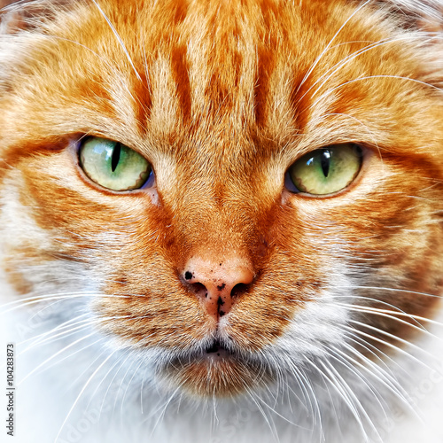 red color cat portrait