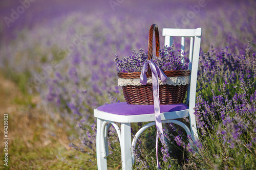 Fototapeta Naklejka Na Ścianę i Meble -  Fragrant blooming lavender in a basket on a lavender field