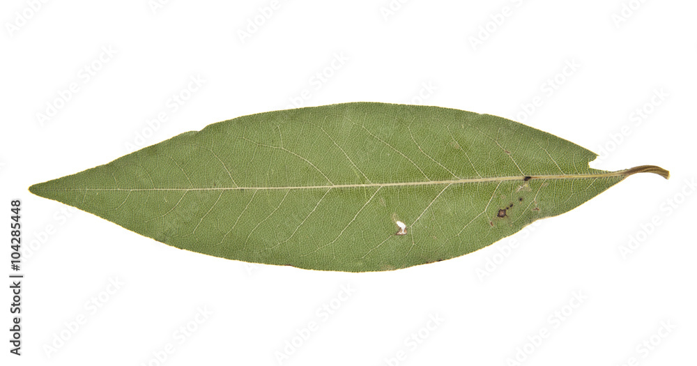 Obraz premium laurel sheet