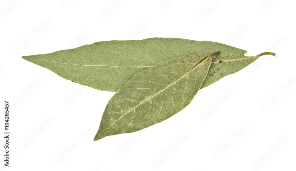 Obraz premium laurel sheet