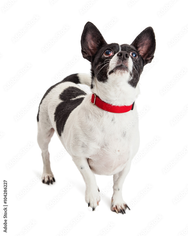 Chihuahua Mix Dog Looking Up Red Collar