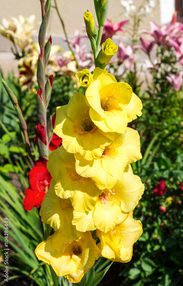 Beautiful fresh yellow fresh gladiolus flower on blur green back