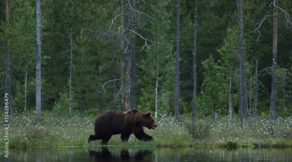 Obraz premium Brown bear (Ursus arctos) walking at the edge of water with forest background. Brown bear walking on coast. Brown bear walking in moor. Brown bear near pond.
