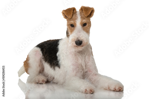 Foxterrier