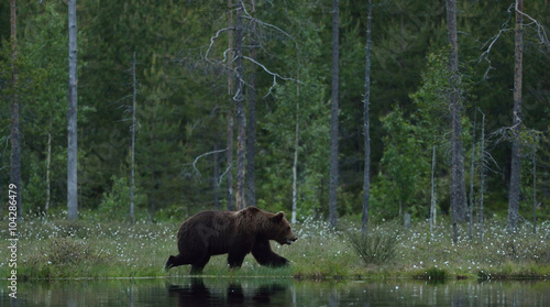 Brown bear  Ursus arctos  walking at the edge of water with forest background. Brown bear walking on coast. Brown bear walking in moor. Brown bear near pond.