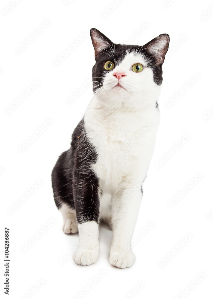 Cute Tuxedo Cat Sitting Looking Up