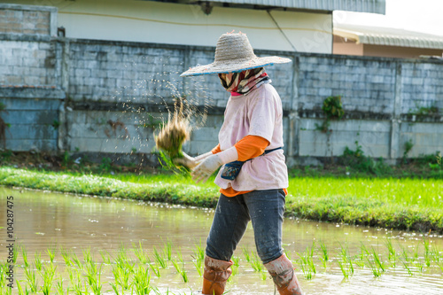 Farmers transplant rice in field photo