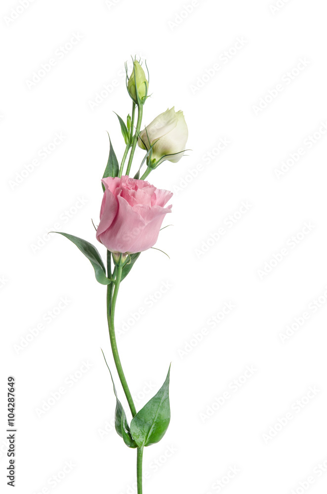 Two pale pink flowers isolated on white. Eustoma Two pale pink flowers isolated on white. Eustoma