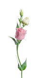 Two pale pink flowers isolated on white. Eustoma
