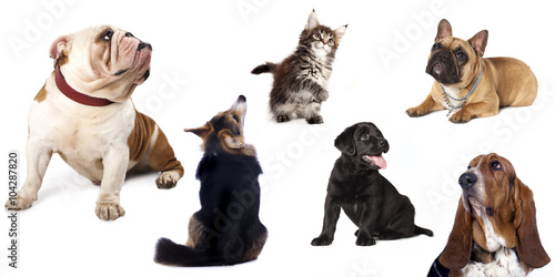 Canvas Print group  of dogs and  cat  look upin white background.