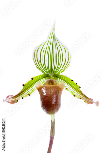 Fototapeta Naklejka Na Ścianę i Meble -  Orchidee Frauenschuh