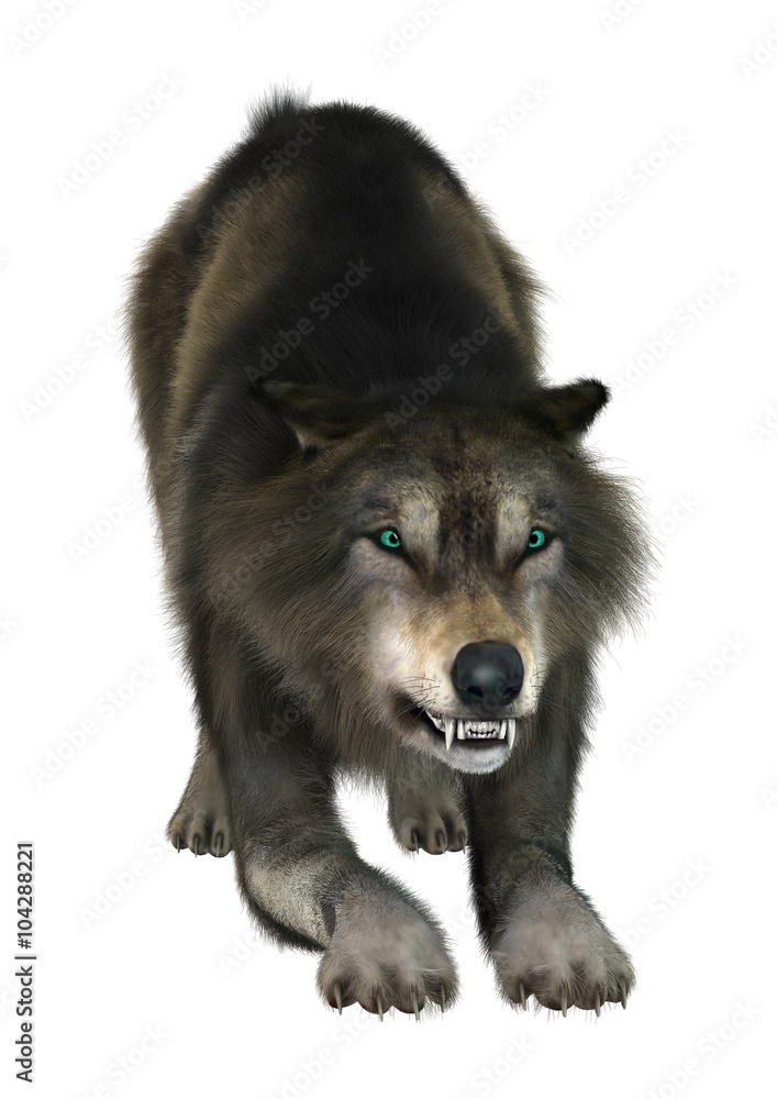 Fototapeta premium Wild Wolf on White