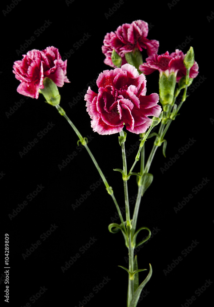 flowers of carnation flowers of carnation