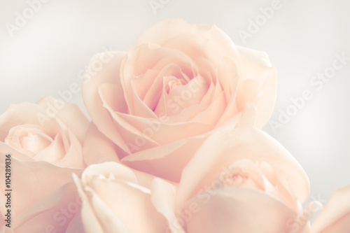 Soft full blown beige roses as a neitral background. Selective focus.