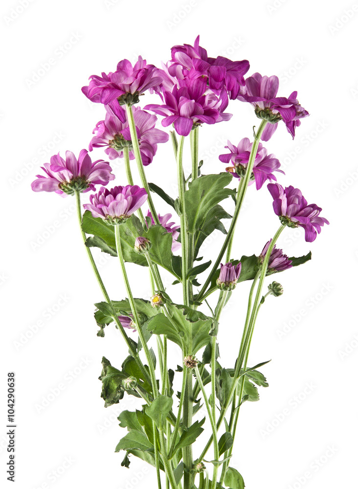 Obraz premium flowers