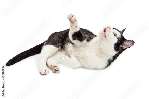 Playful Young Black and White Cat © adogslifephoto