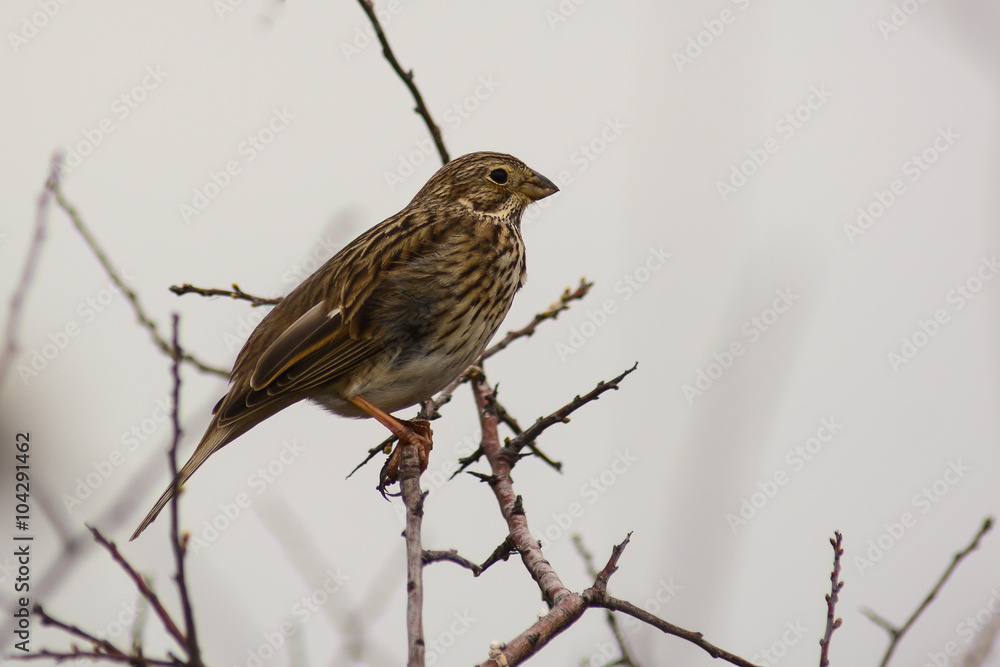 strillozzo (Emberiza calandra) su ramo di cespuglio strillozzo (Emberiza calandra) su ramo di cespuglio