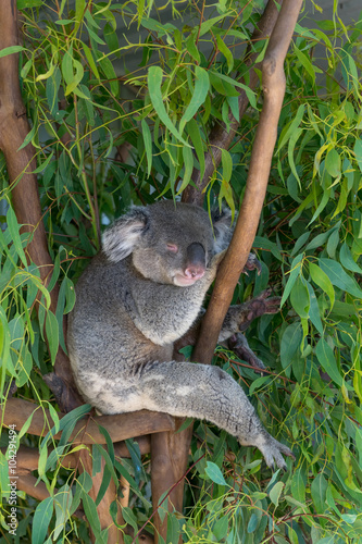 Sleeping Koala on the tree