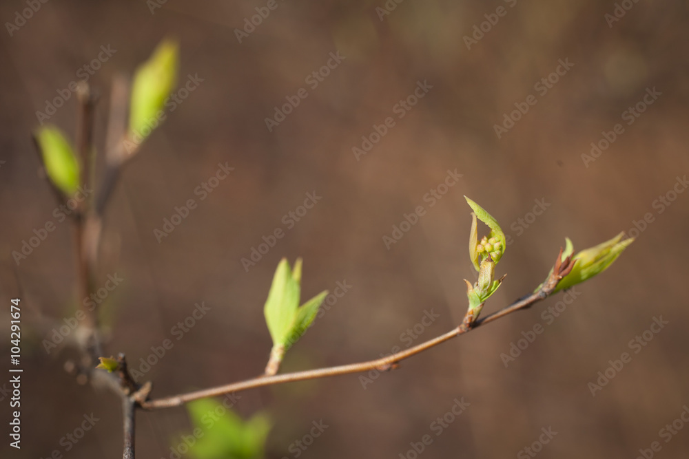 A macro detail view of early March springtime buds in North Carolina. A macro detail view of early March springtime buds in North Carolina.