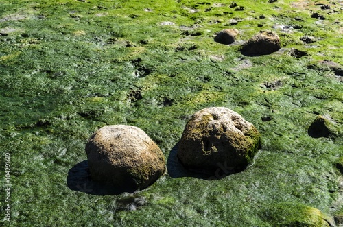 Stones on river  covered with seaweed