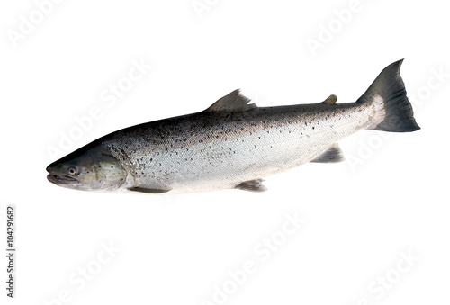 big salmon
