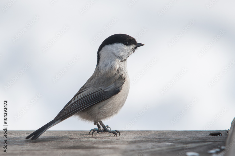 Fototapeta premium Marsh tit bird
