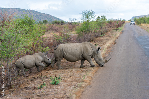 Rhinos are crossing the road 