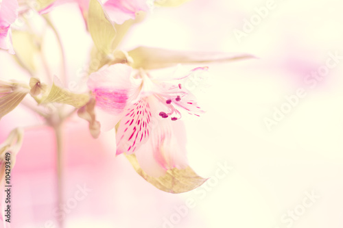 Fototapeta Naklejka Na Ścianę i Meble -  alstroemeria flower macro