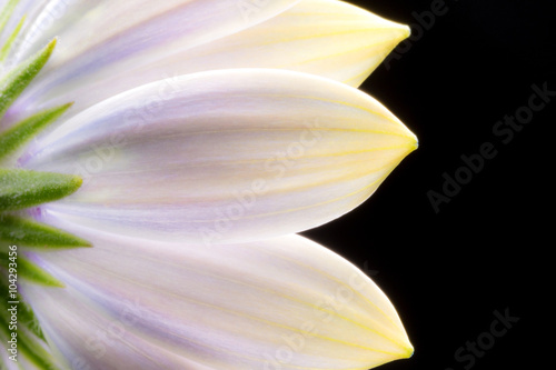 Fototapeta Naklejka Na Ścianę i Meble -  petali