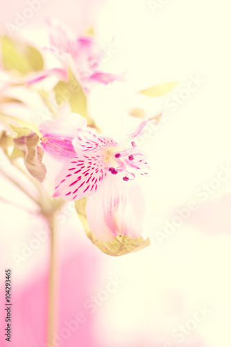 Fototapeta Naklejka Na Ścianę i Meble -  alstroemeria flower macro